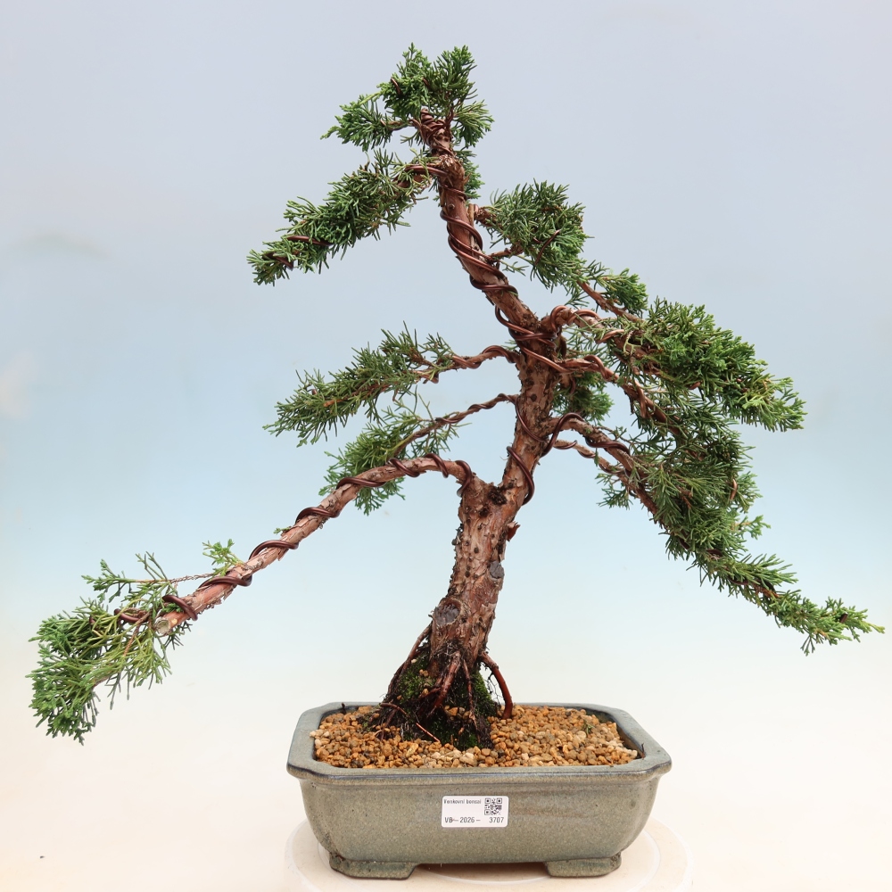 Bonsai voor buiten - Juniperus chinensis Kishu
