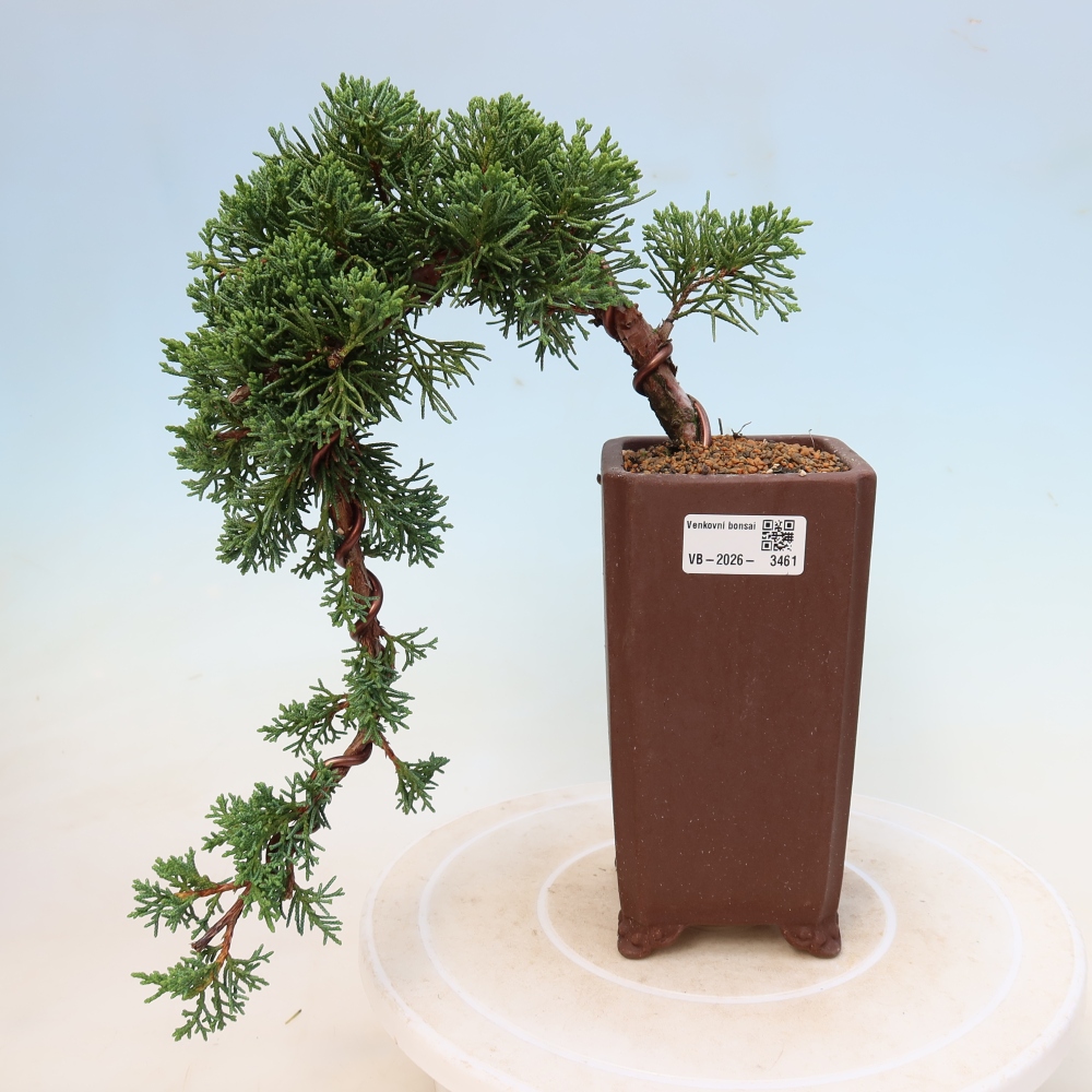 Bonsai voor buiten - Juniperus chinensis Kishu