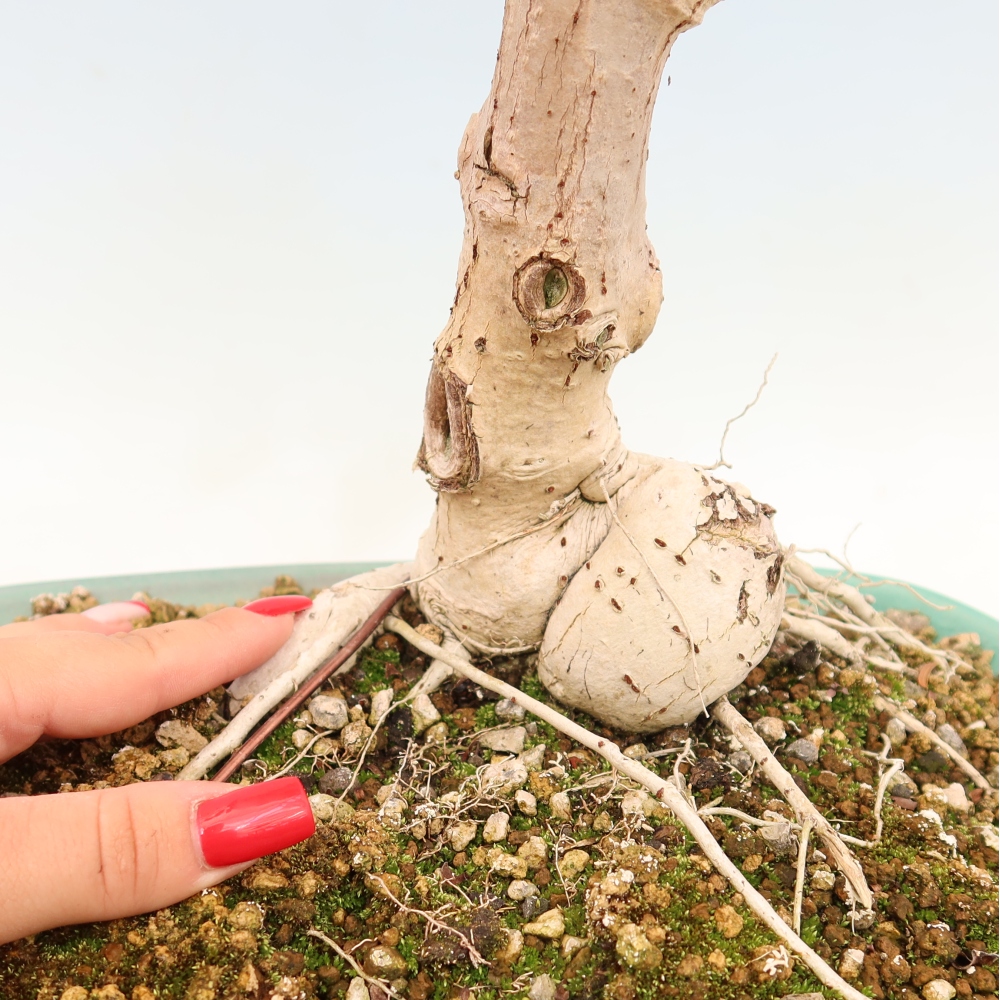 Bonsai voor binnen - Hibiscus tiliaceus - Zee Hibiscus