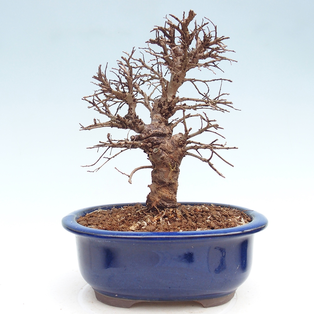 Bonsai voor buiten - Zelkova - Zelkova NIRE