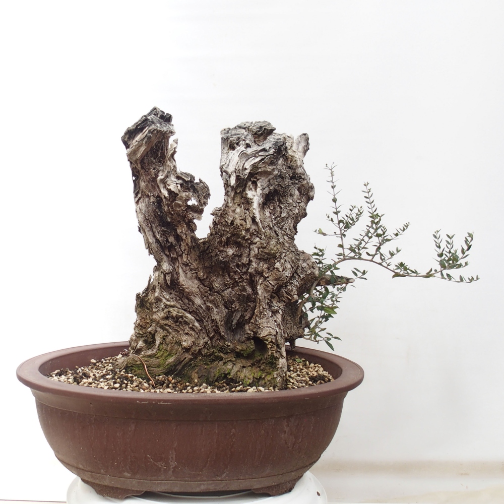 Bonsai voor binnen - Olea europaea sylvestris