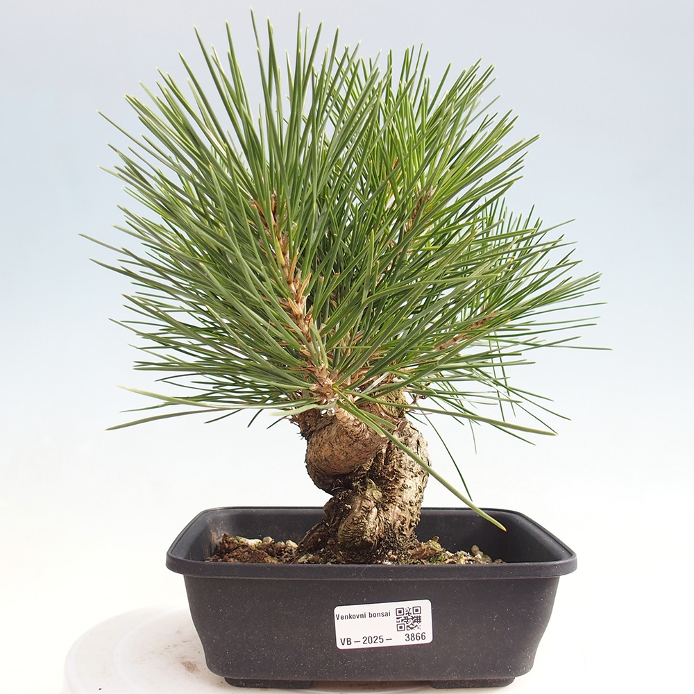 Bonsai voor buiten - Pinus thunbergii - Thunberg den