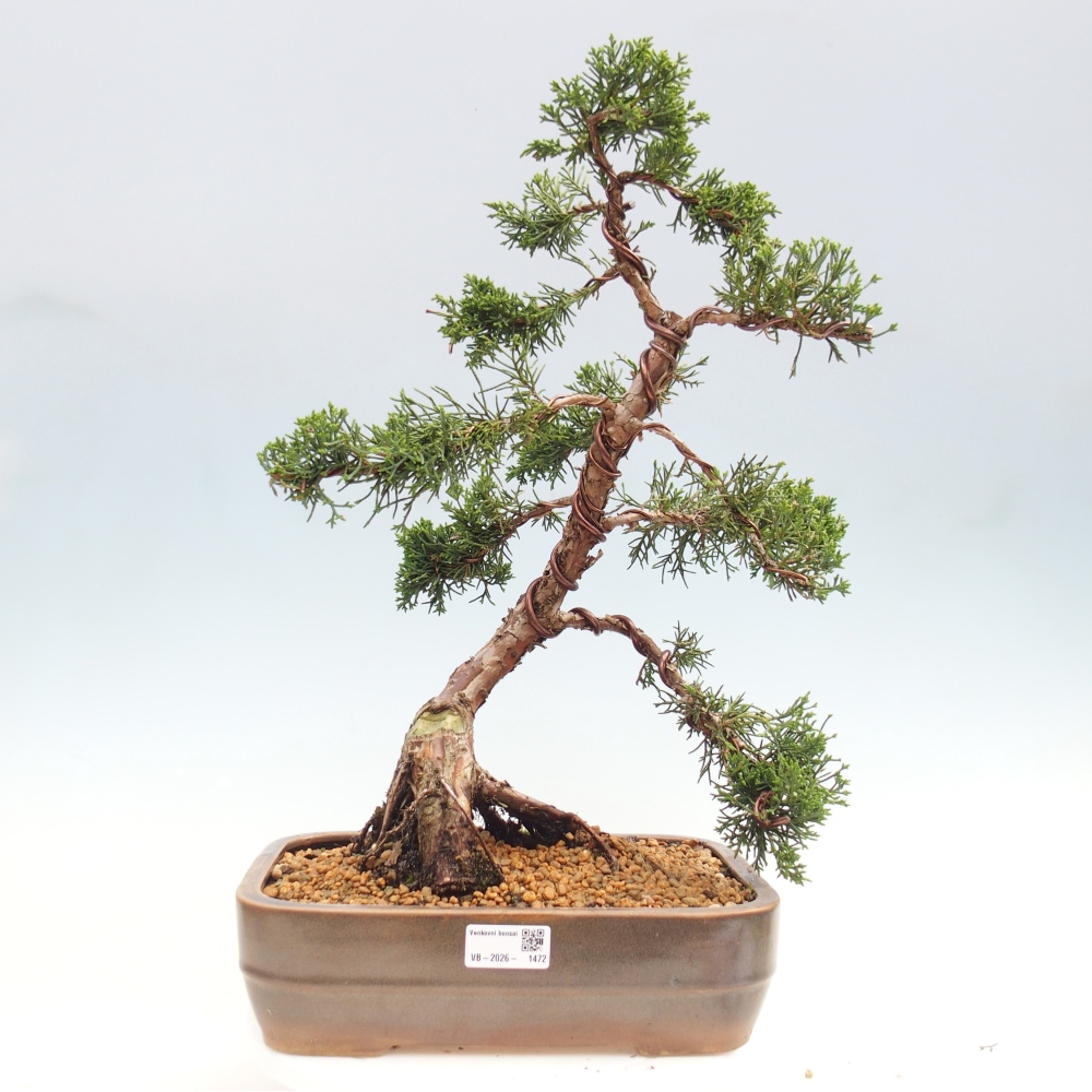 Bonsai voor buiten - Juniperus chinensis Kishu