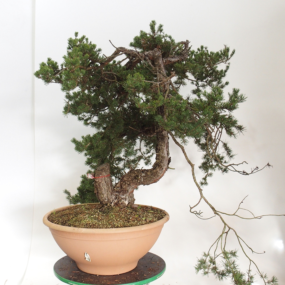 Yamadori - Pinus sylvestris Spanje