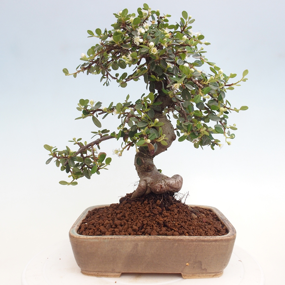 Buitenbonsai-Cotoneaster dammeri - Damer's Rock