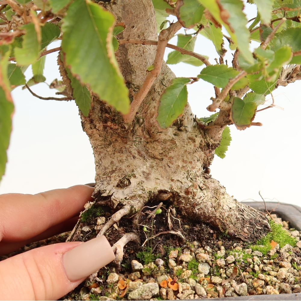 Bonsai voor buiten -Carpinus CARPINOIDES - Koreaanse haagbeuk