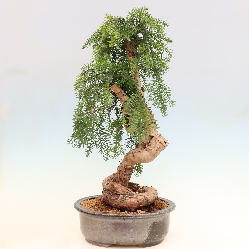 Kamerbonsai - Araucaria - kamer spar