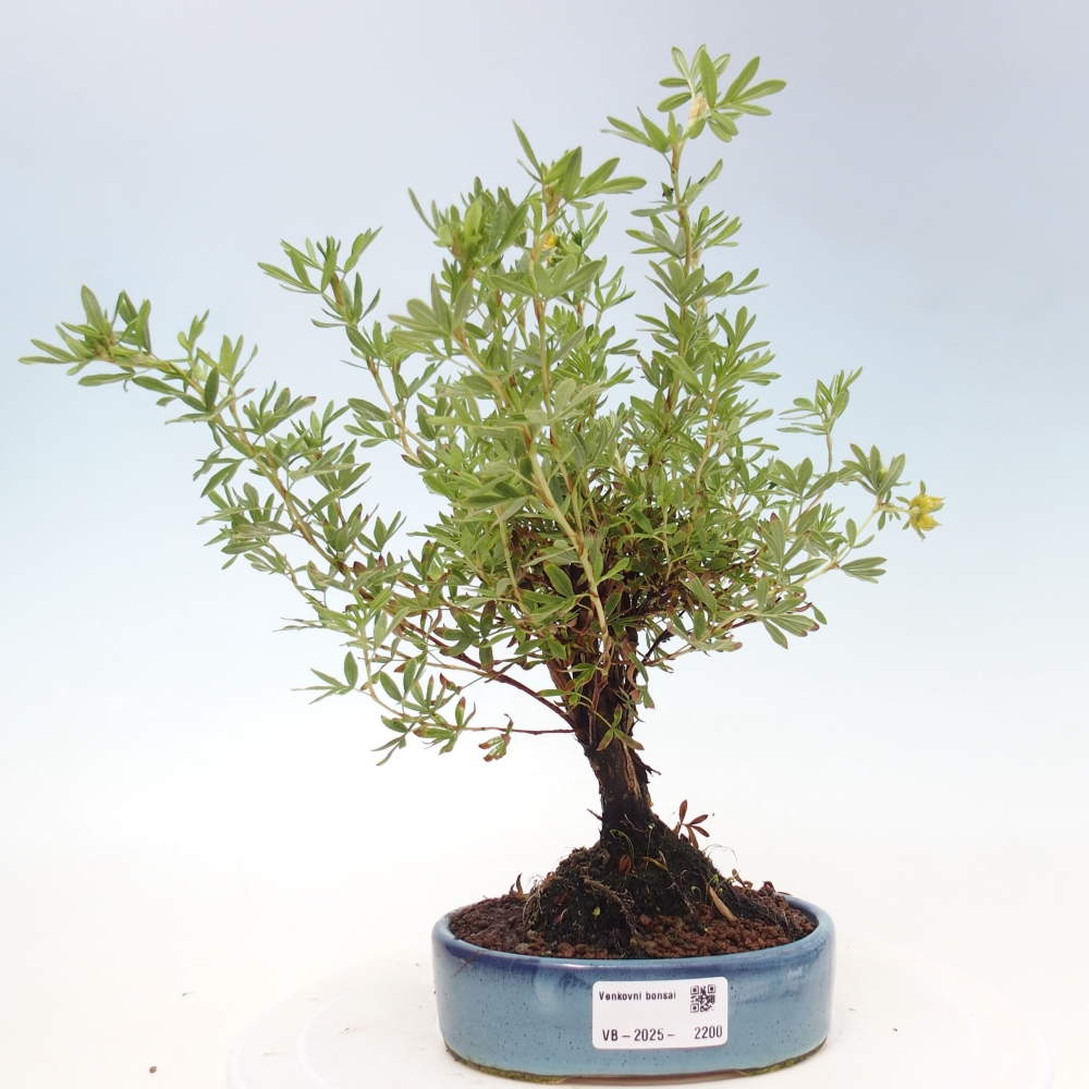 Bonsai voor buiten - Potentila fruticosa gele vogel