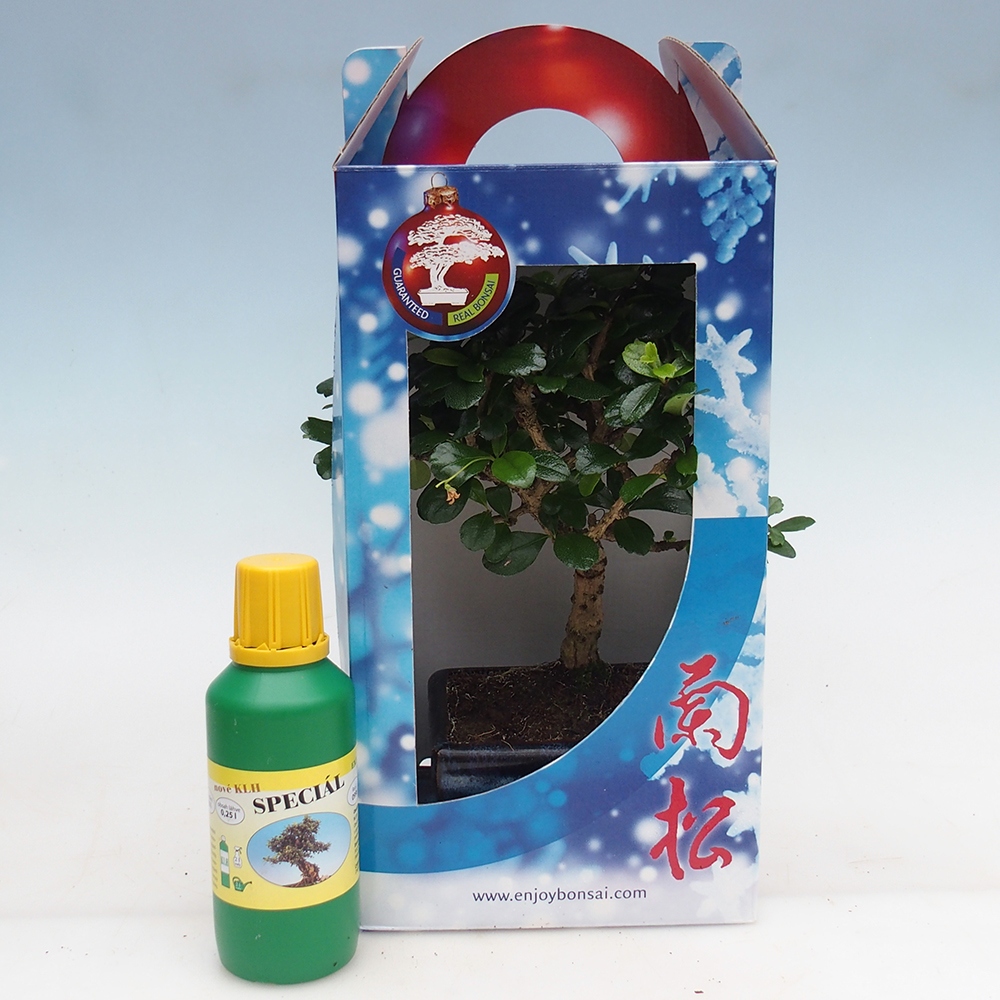 Kamerbonsai in geschenkverpakking Carmona microphylla - Thee fuki