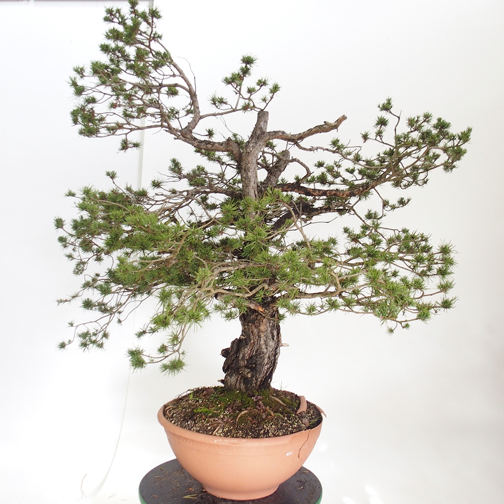 Yamadori - Pinus sylvestris Spanje