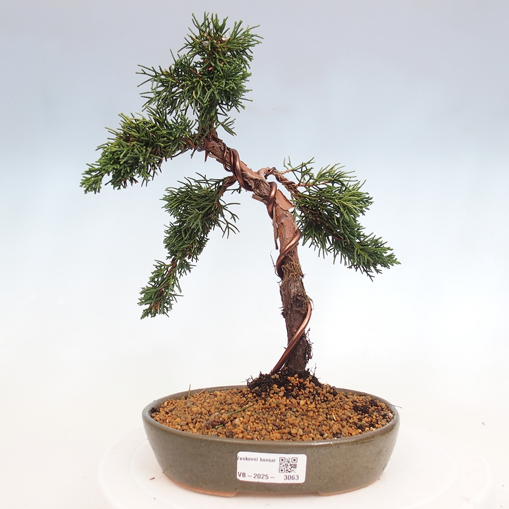 Bonsai voor buiten - Juniperus chinensis Kishu