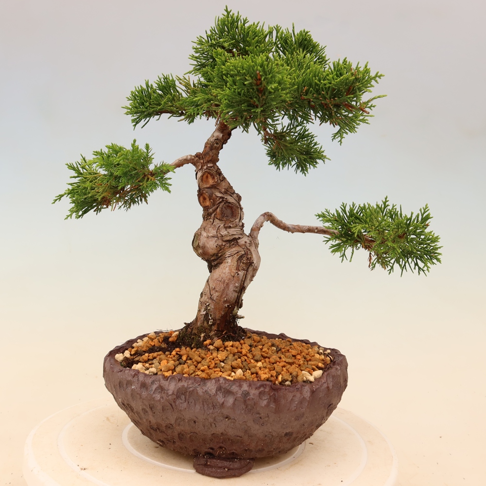 Bonsai voor buiten - Juniperus chinensis Itoigawa