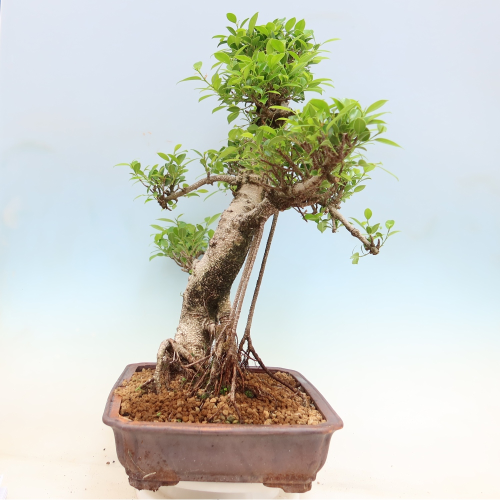 Kamerbonsai - Ficus kimmen - kleinbladige ficus