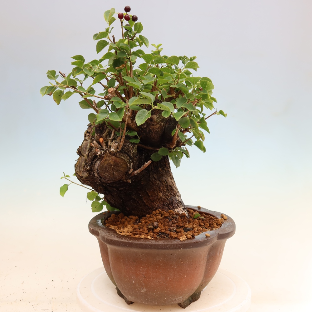 Bonsai voor buiten - Mahalebka - Prunus mahaleb