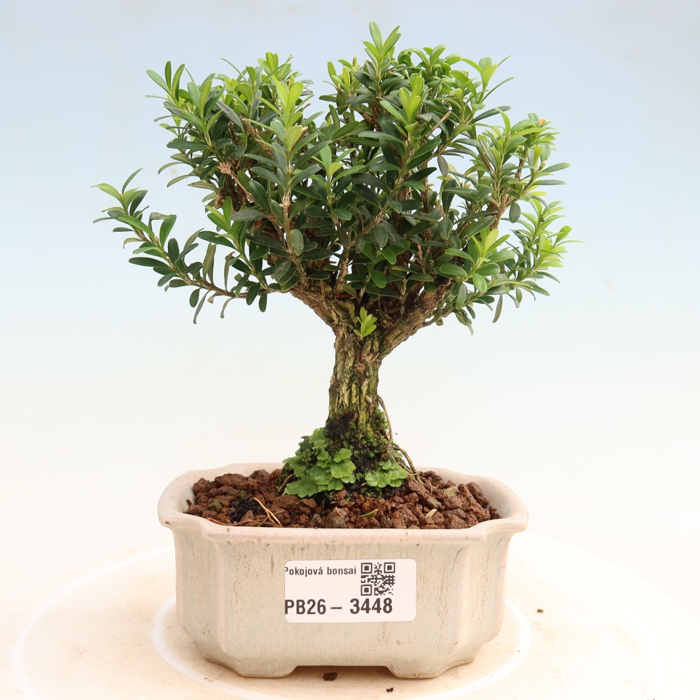 Kamerbonsai - Buxus harlandii - kurk buxus