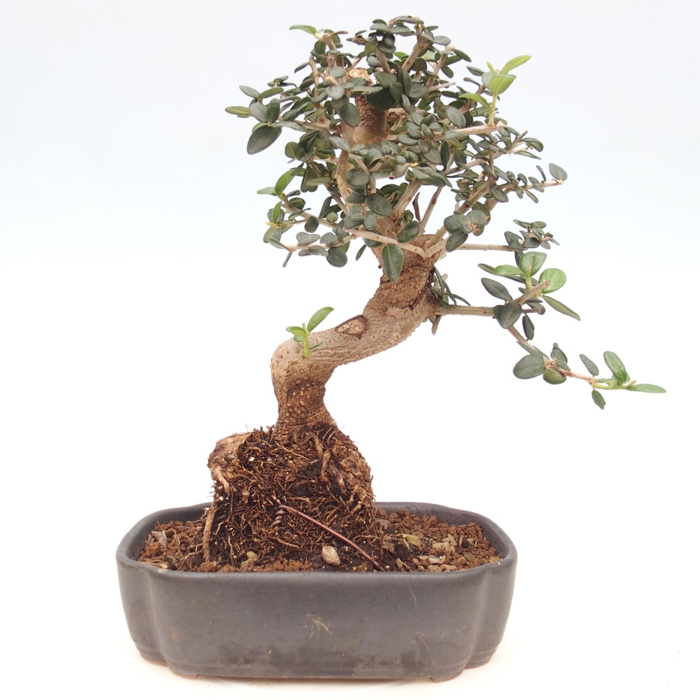 Bonsai voor binnen - Olea europaea sylvestris