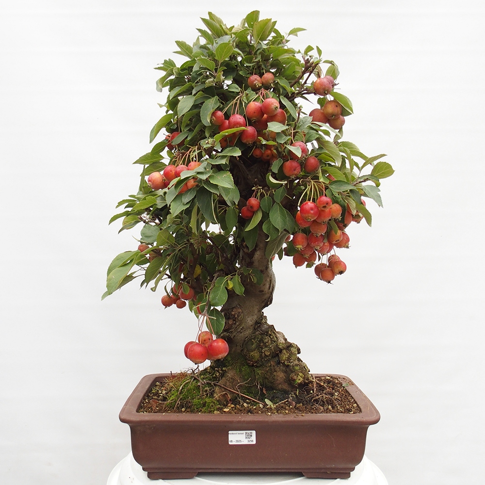 Bonsai voor buiten -Malus halliana - Appelboom met kleine vruchten