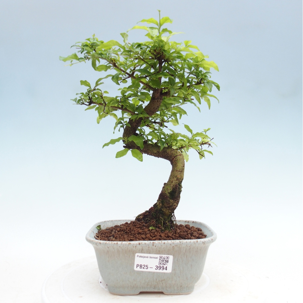 Kamerbonsai -Ligustrum chinensis - Vogelsnavel