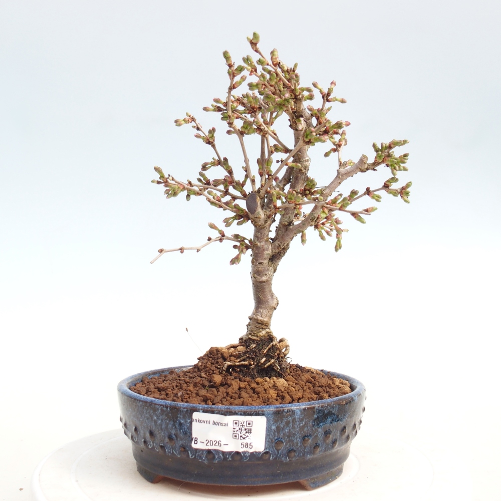 Bonsai voor buiten - Prunus incisa Kojou-no mai-Plivon uitgesneden