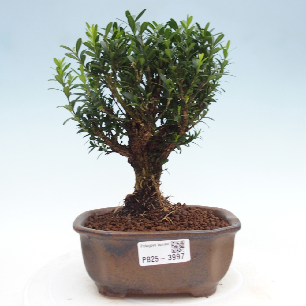 Kamerbonsai - Buxus harlandii - kurk buxus