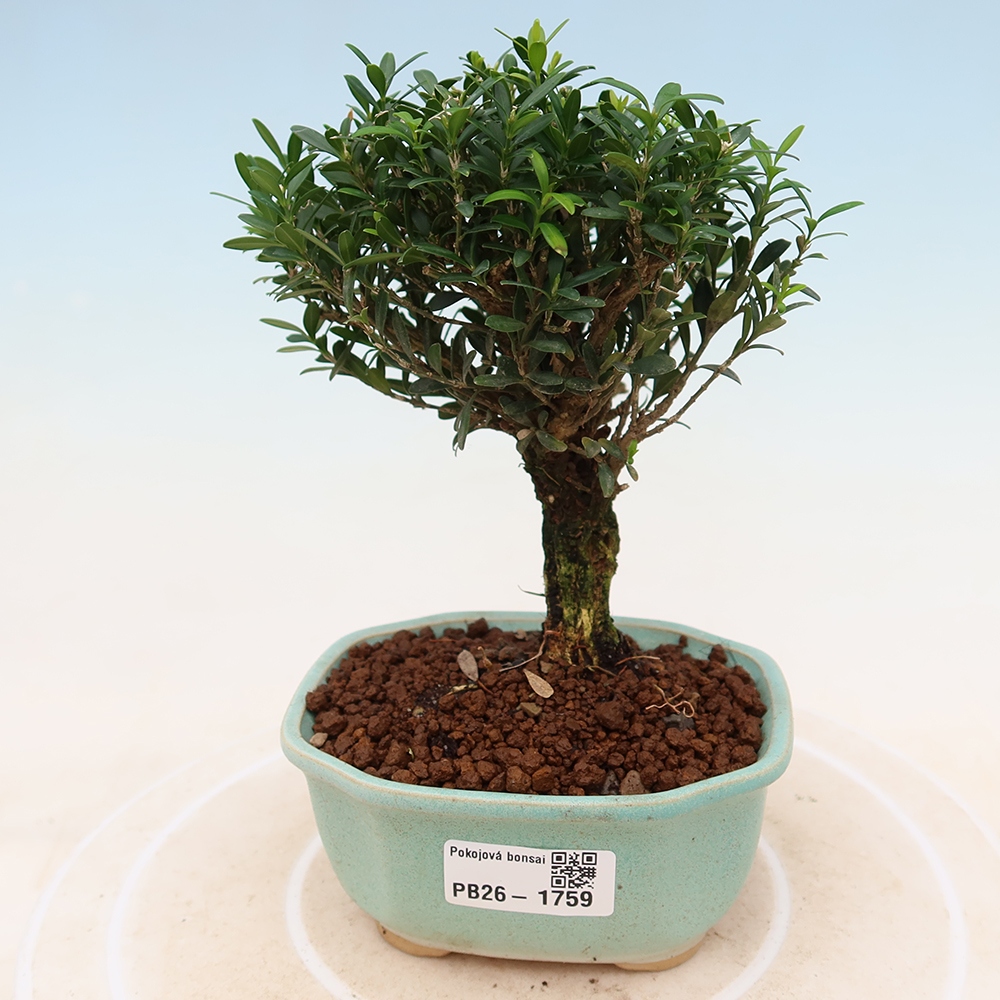 Kamerbonsai - Buxus harlandii - kurk buxus