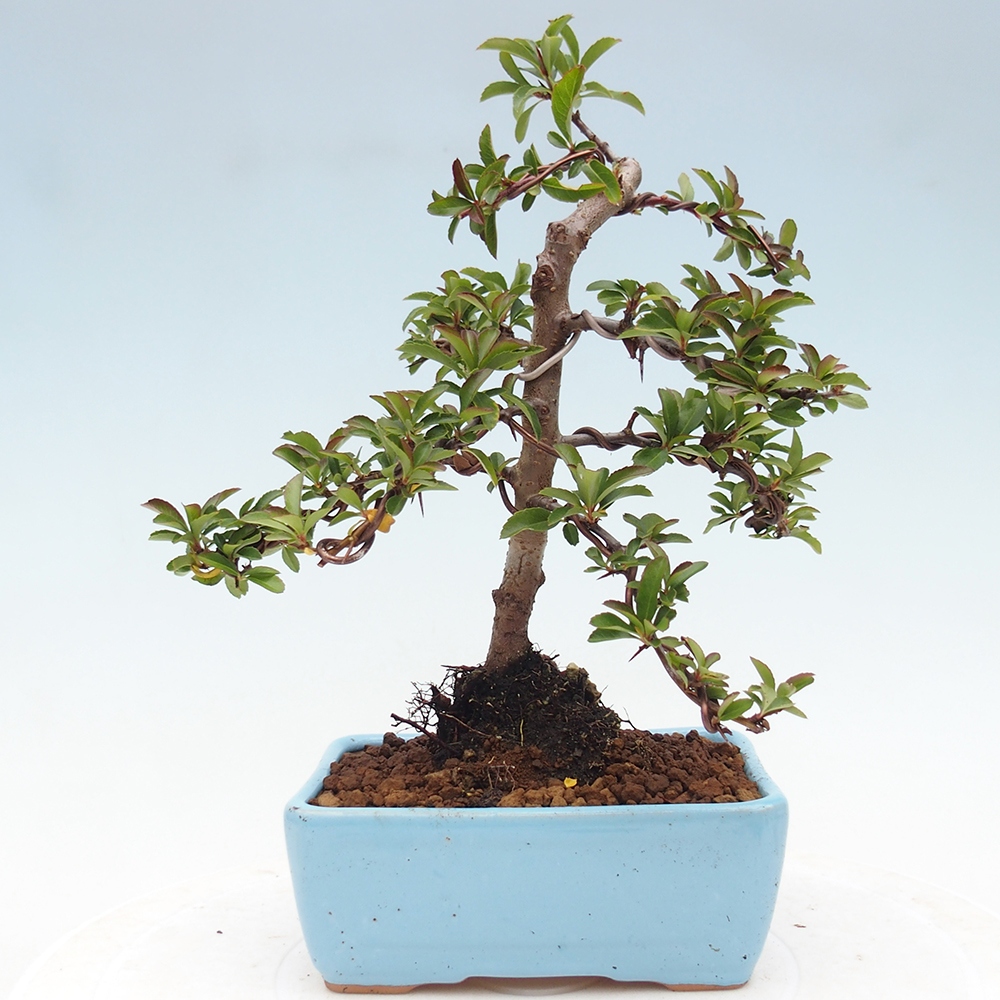 Bonsai-Pyracantha Teton voor buiten -Hlox
