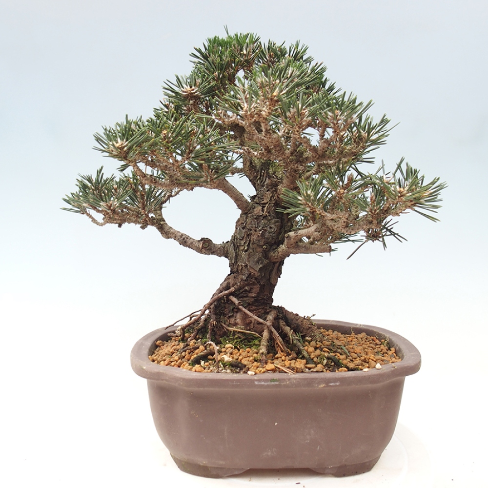Bonsai voor buiten - Pinus thunbergii Kotobuki - Thunberg den