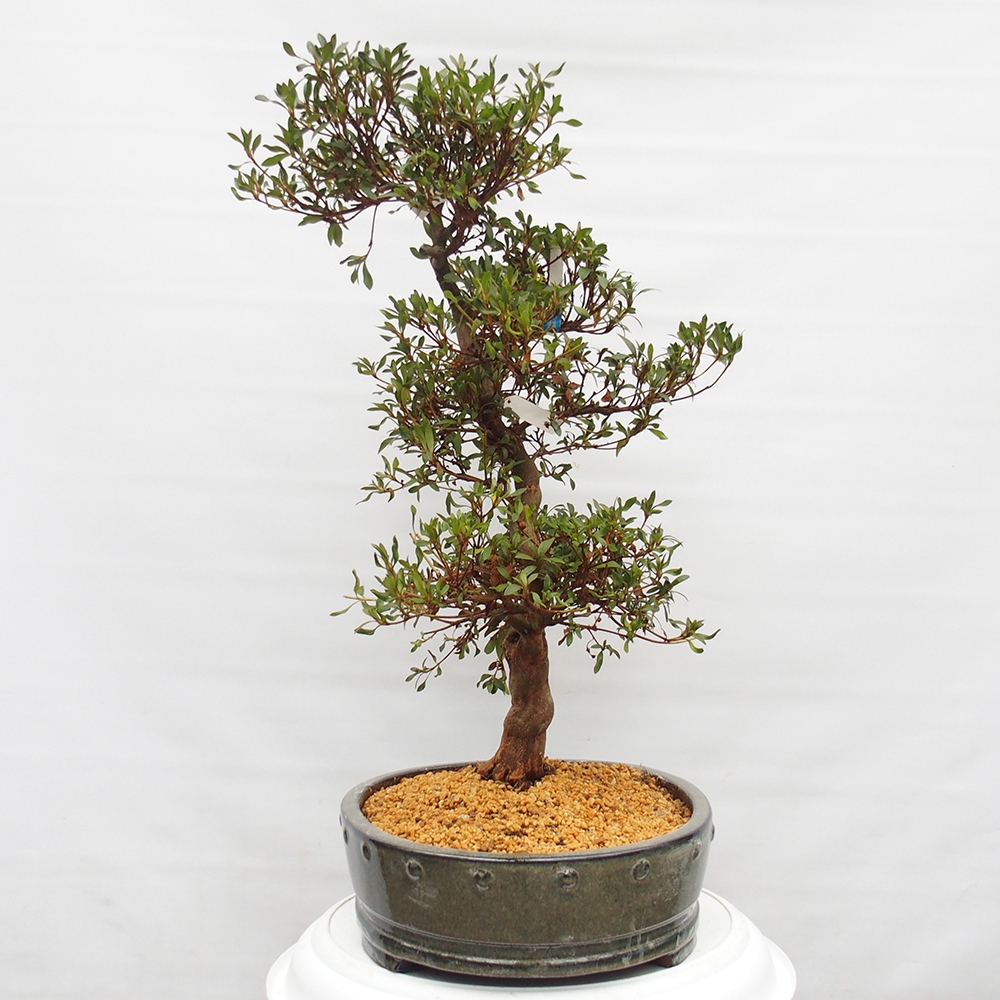 Bonsai voor buiten - Japanse azalea - Azalea CHIHIRO