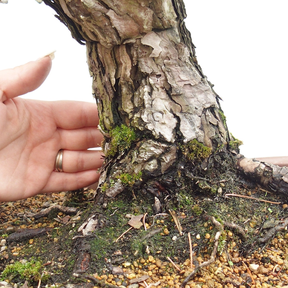 Bonsai voor buiten - Pinus parviflora - Pinus parviflora
