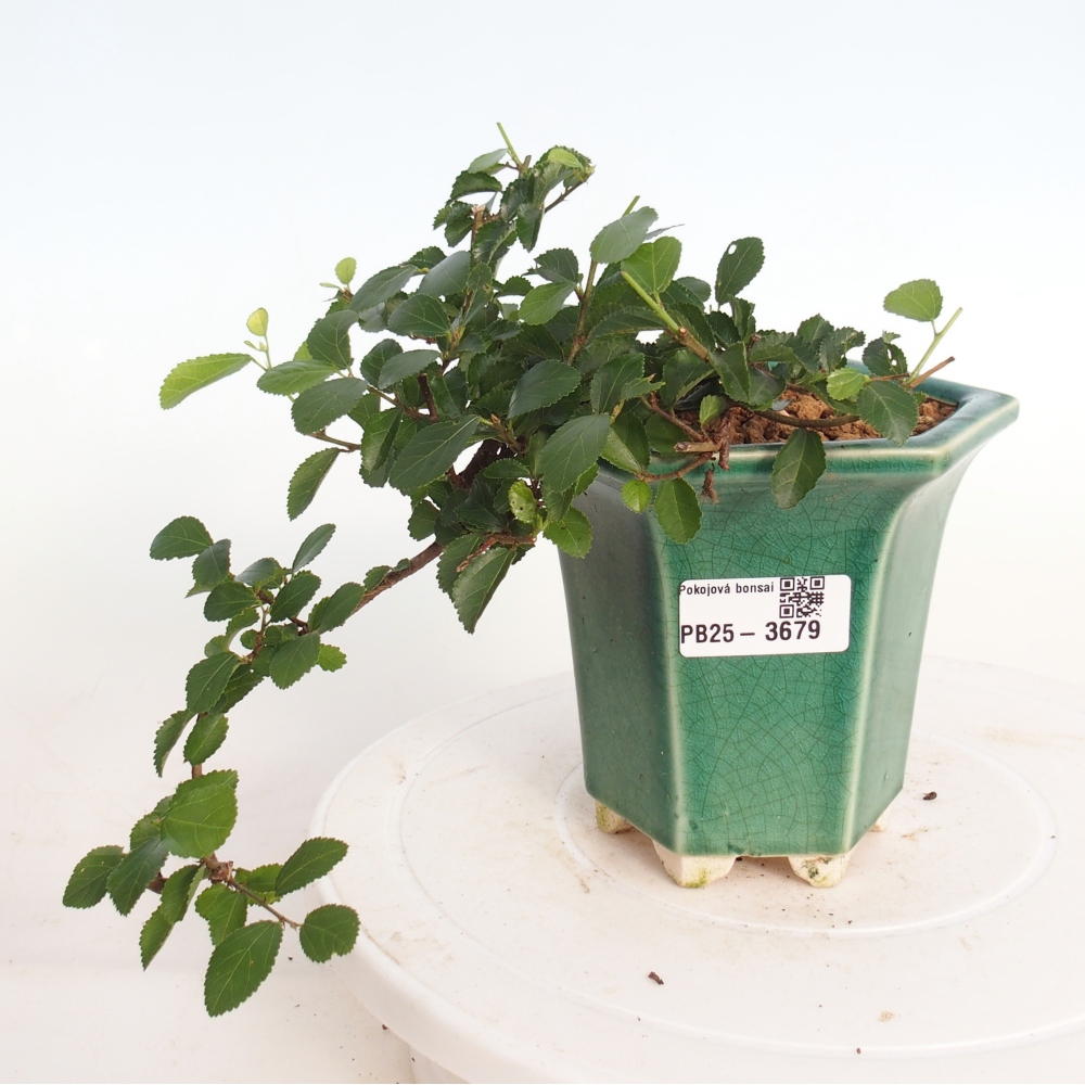 Bonsai - Grewia occidentalis - Lavendel zeester
