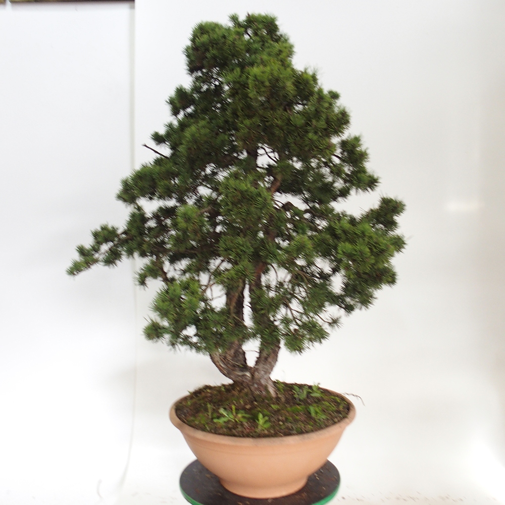 Yamadori - Pinus sylvestris Spanje
