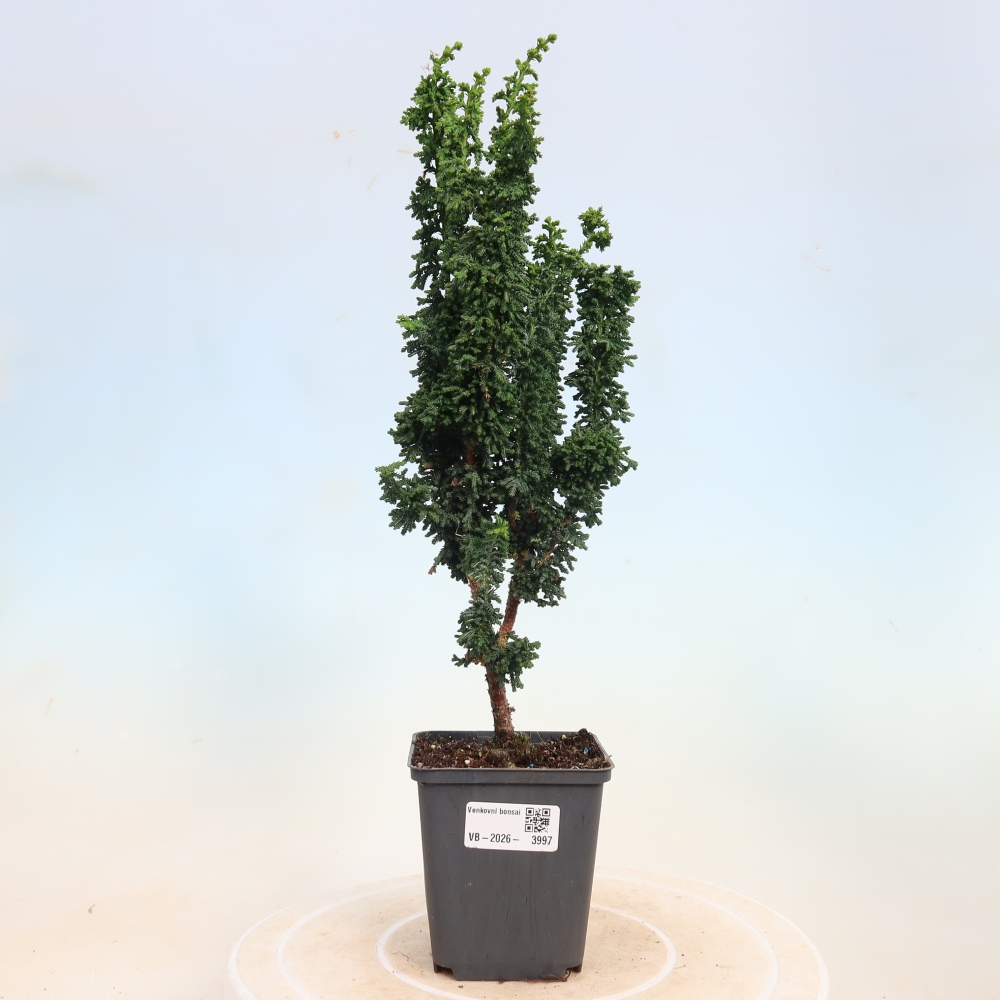 Bonsai voor buiten - Cham. obtusa SEKKA HINOKI - Cipres