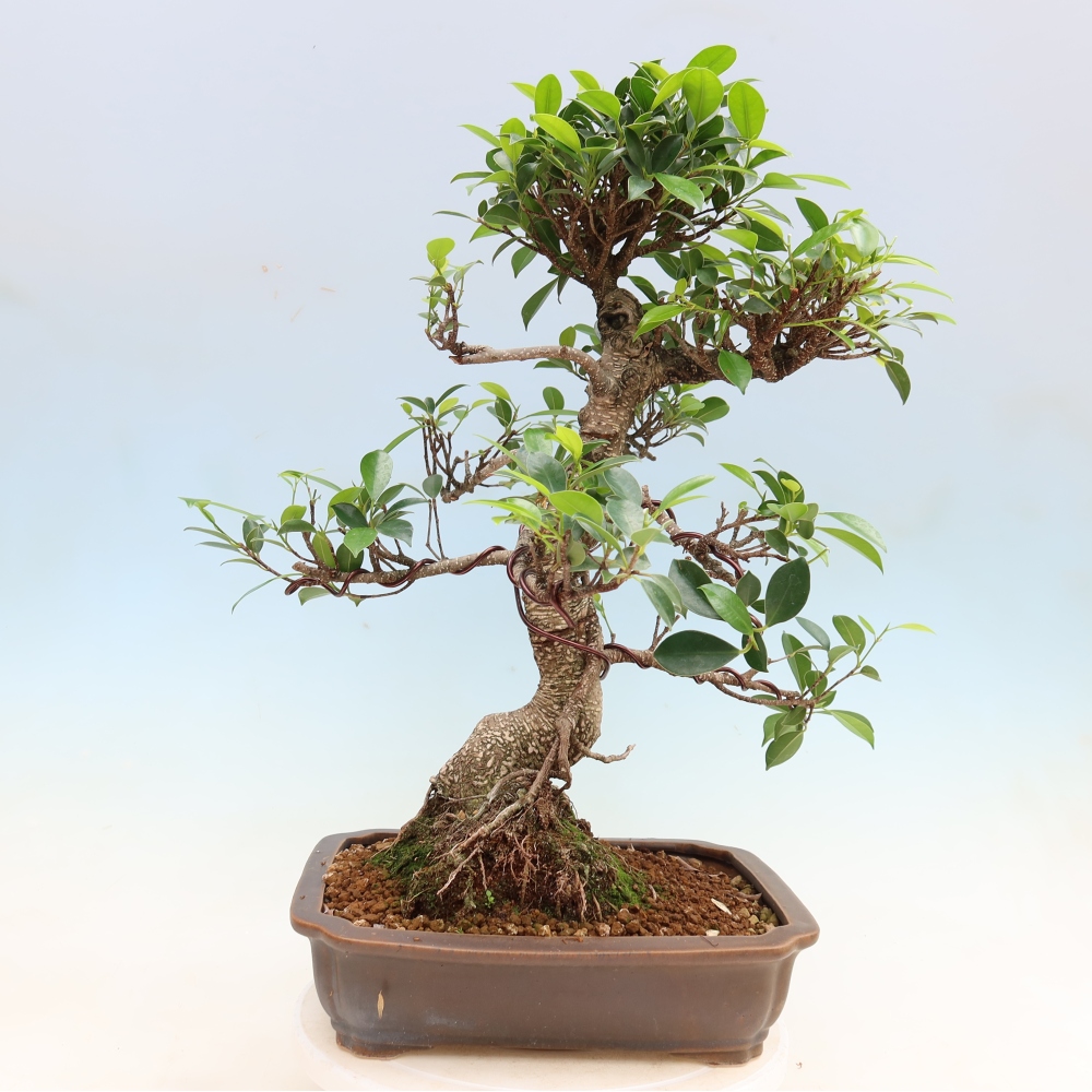 Kamerbonsai - Ficus kimmen - kleinbladige ficus