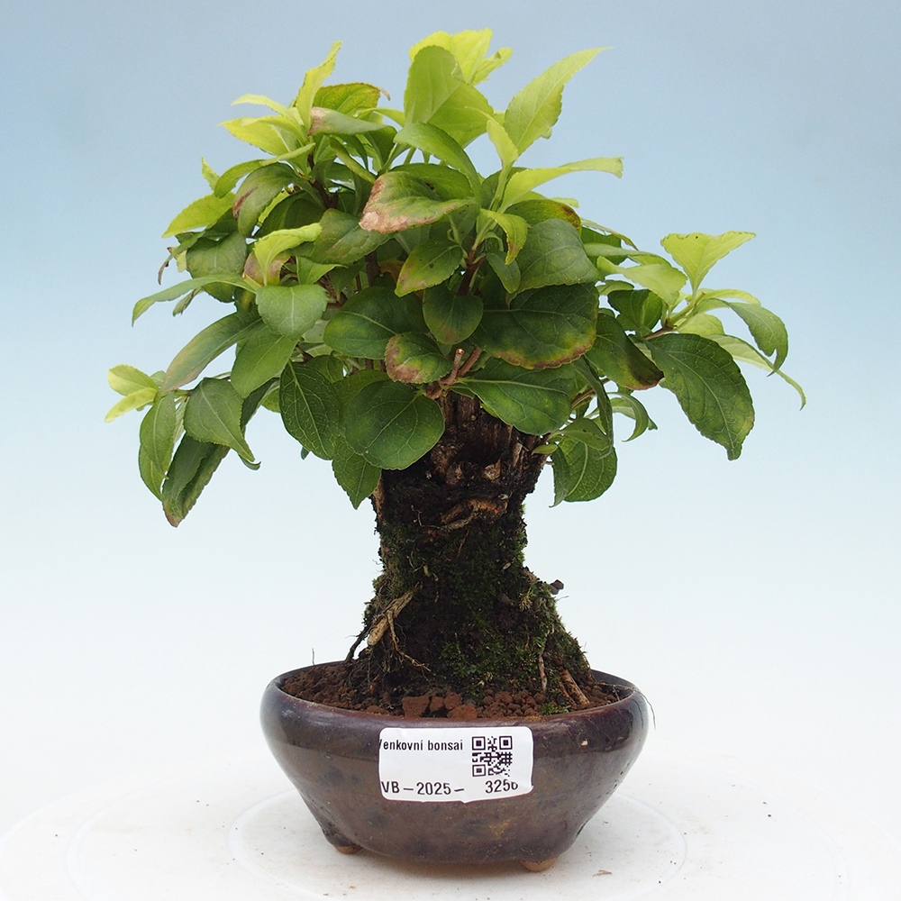 Bonsai voor buiten - Celastrus orbiculatus