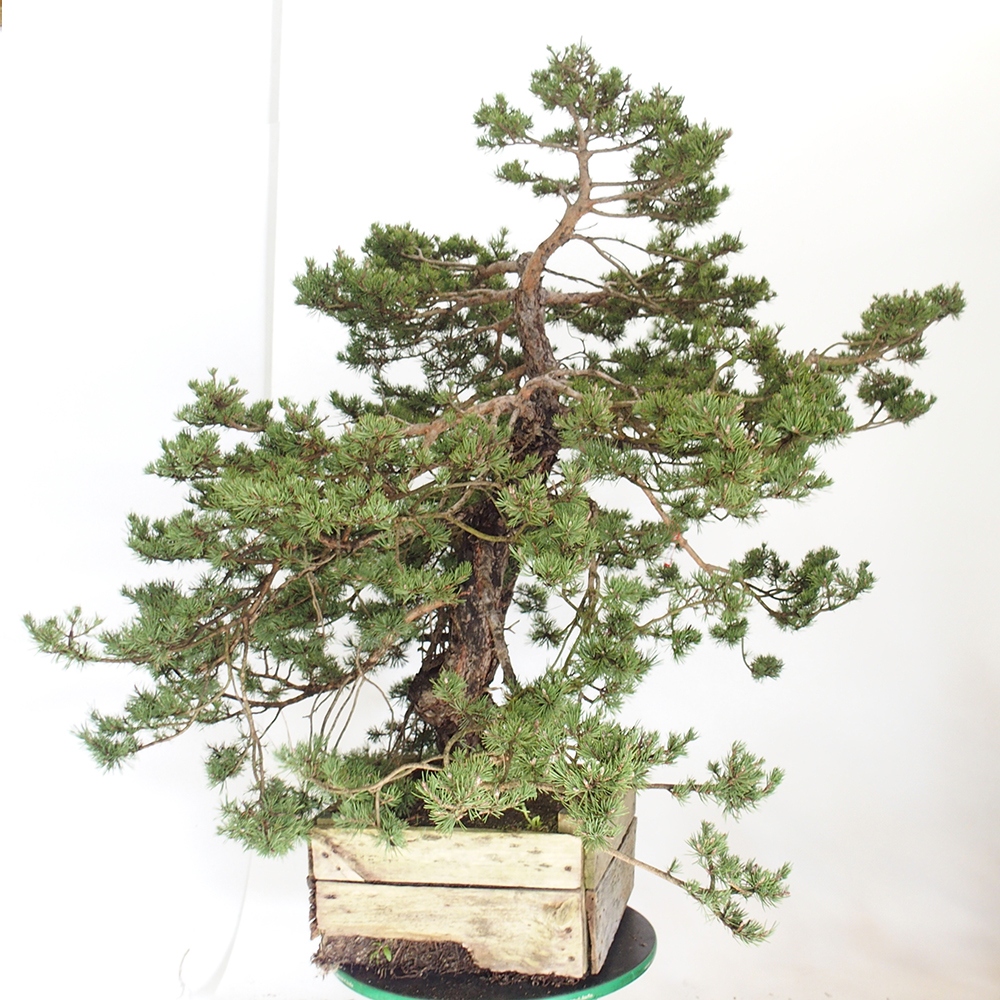 Yamadori - Pinus sylvestris Spanje
