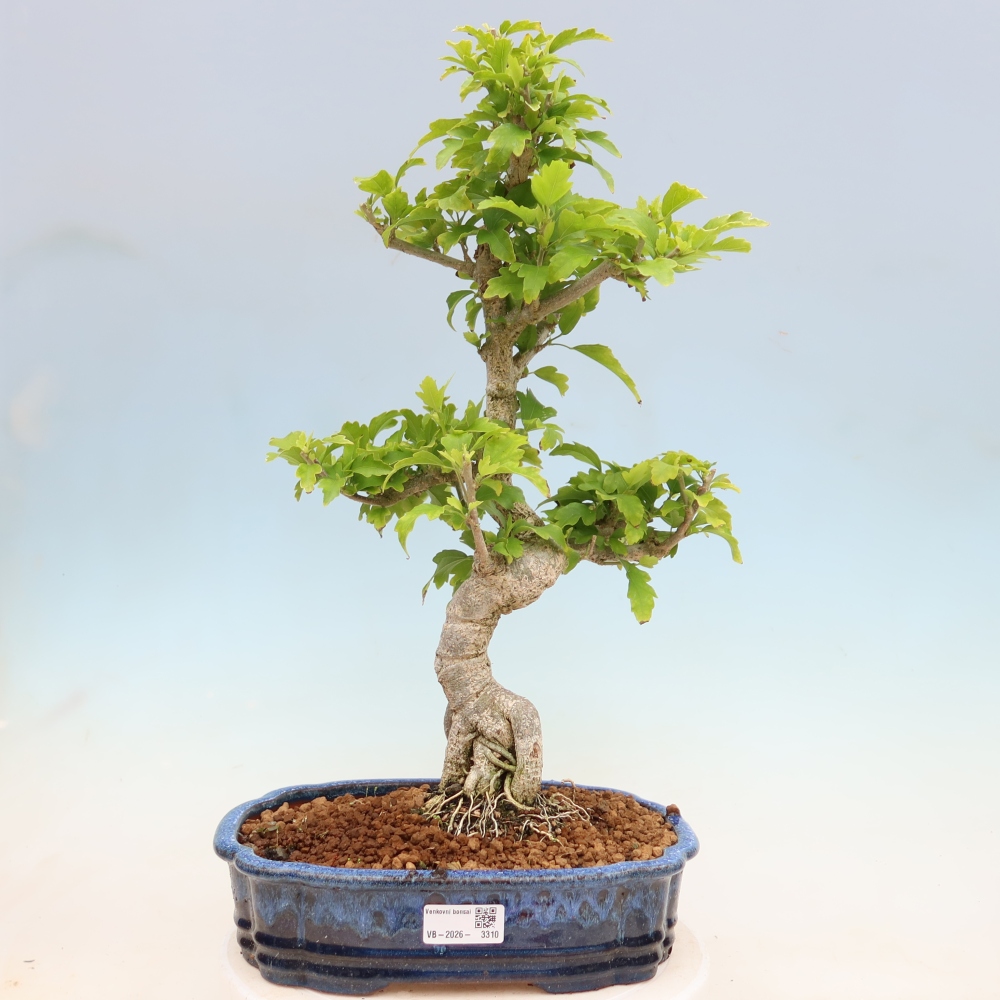 Bonsai voor buiten - Hibiscus syriacus - Syrische hibiscus