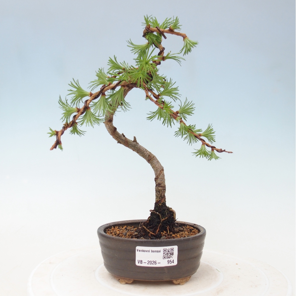 Bonsai voor buiten - Larix Kaempferi - Japanse lariks