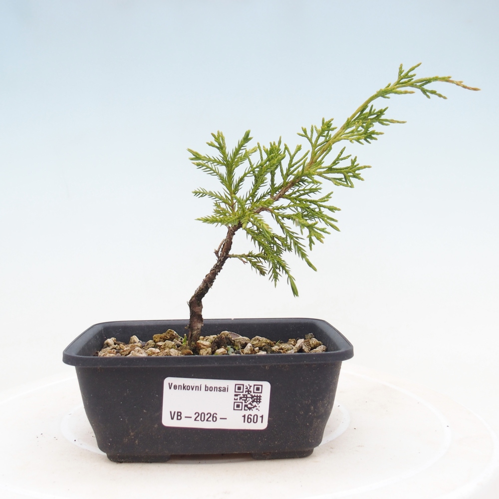 Bonsai voor buiten - Juniperus chinensis Itoigawa