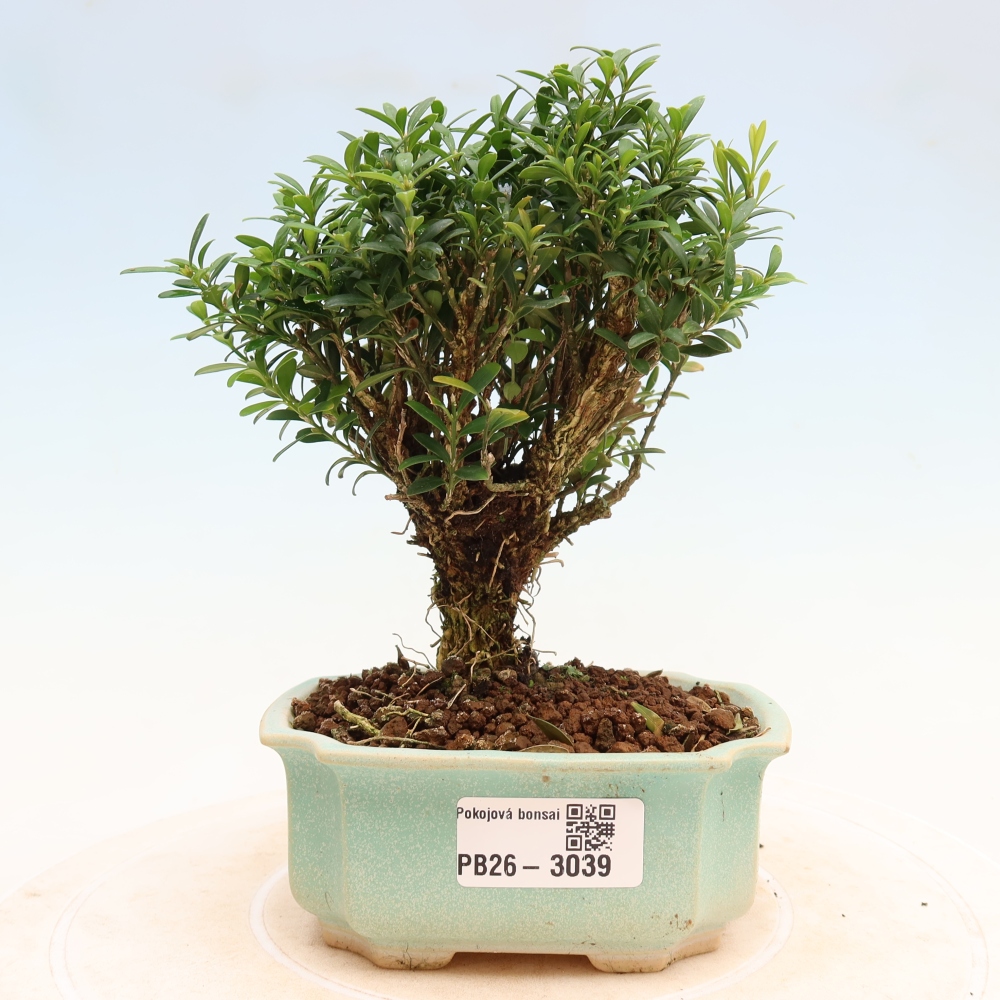Kamerbonsai - Buxus harlandii - kurk buxus