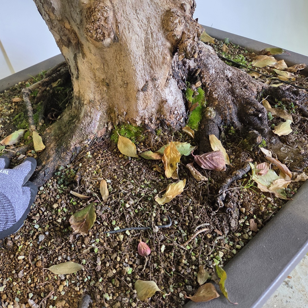 Bonsai kornoelje voor buiten - Cornus Mas