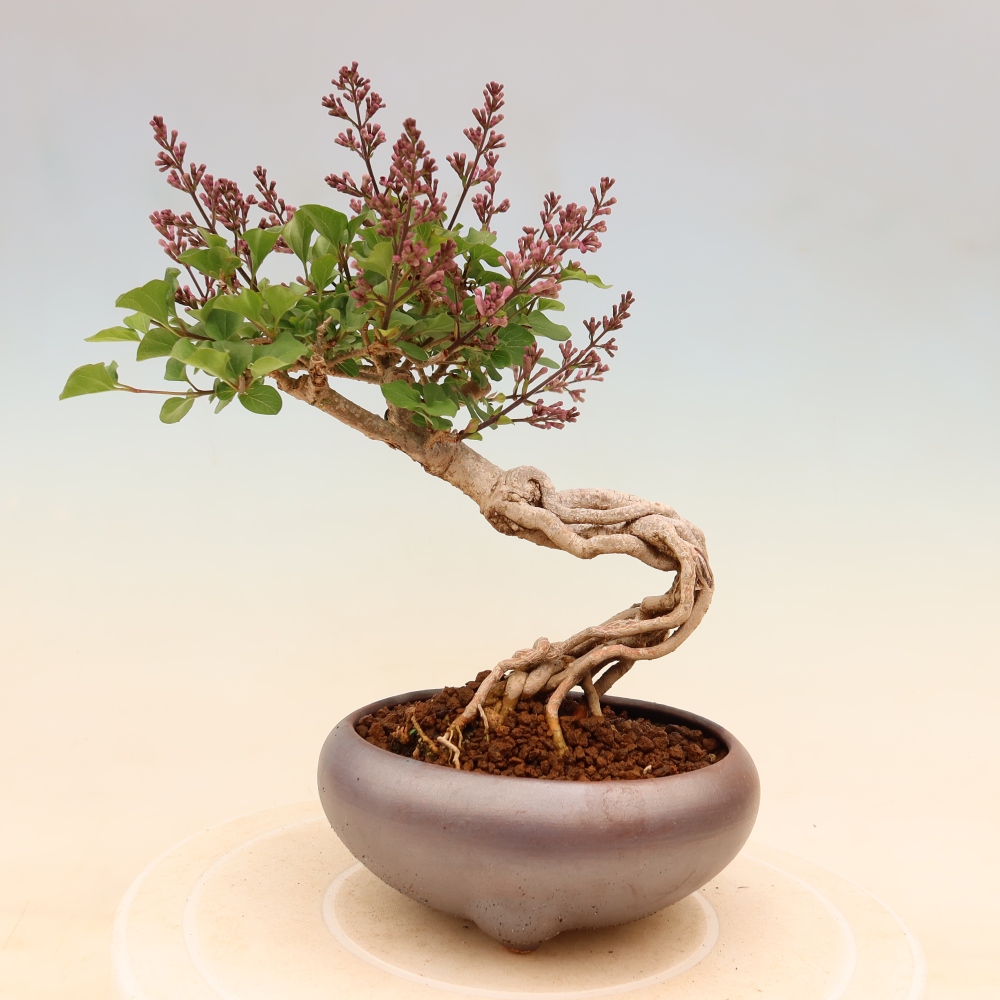 Bonsai voor buiten - Syringa microphylla - kleinbloemige sering