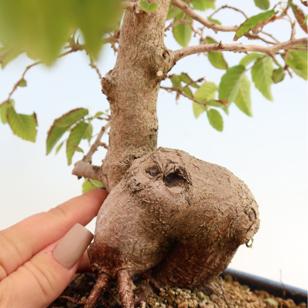 Bonsai voor buiten -Carpinus CARPINOIDES - Koreaanse haagbeuk