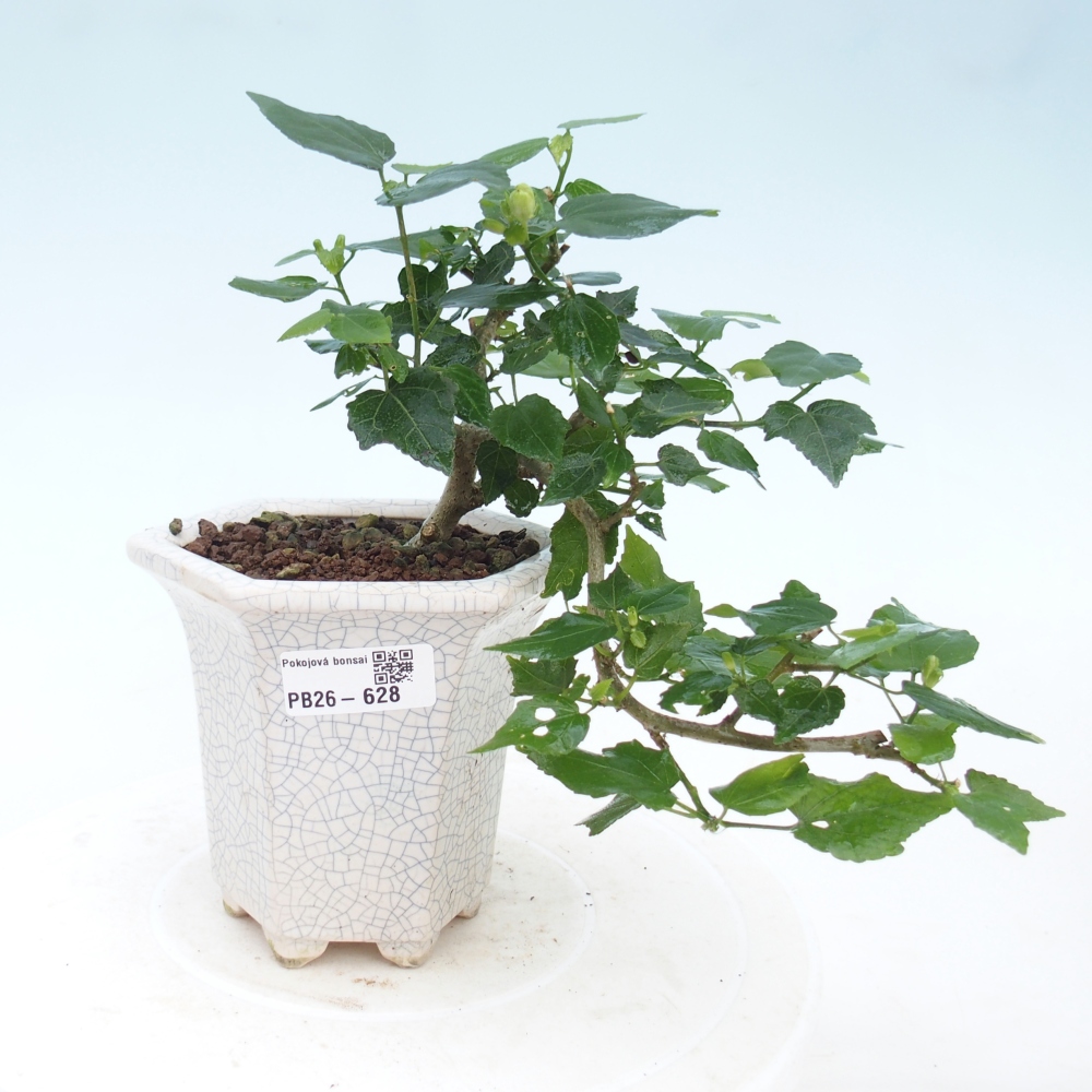 Bonsai voor binnen - Malvaviscus arboreus