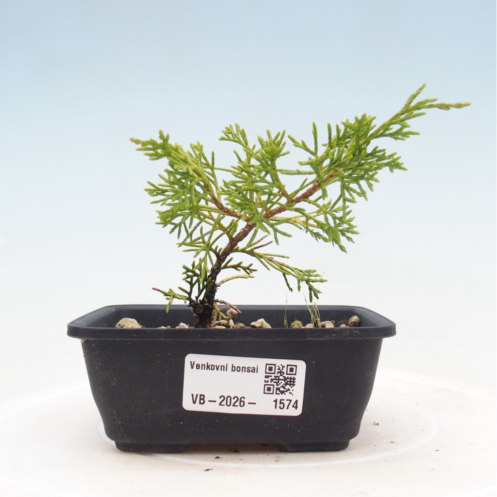 Bonsai voor buiten - Juniperus chinensis Itoigawa