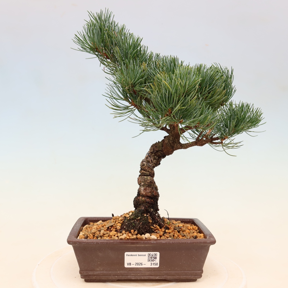 Bonsai voor buiten - Pinus parviflora - Pinus parviflora