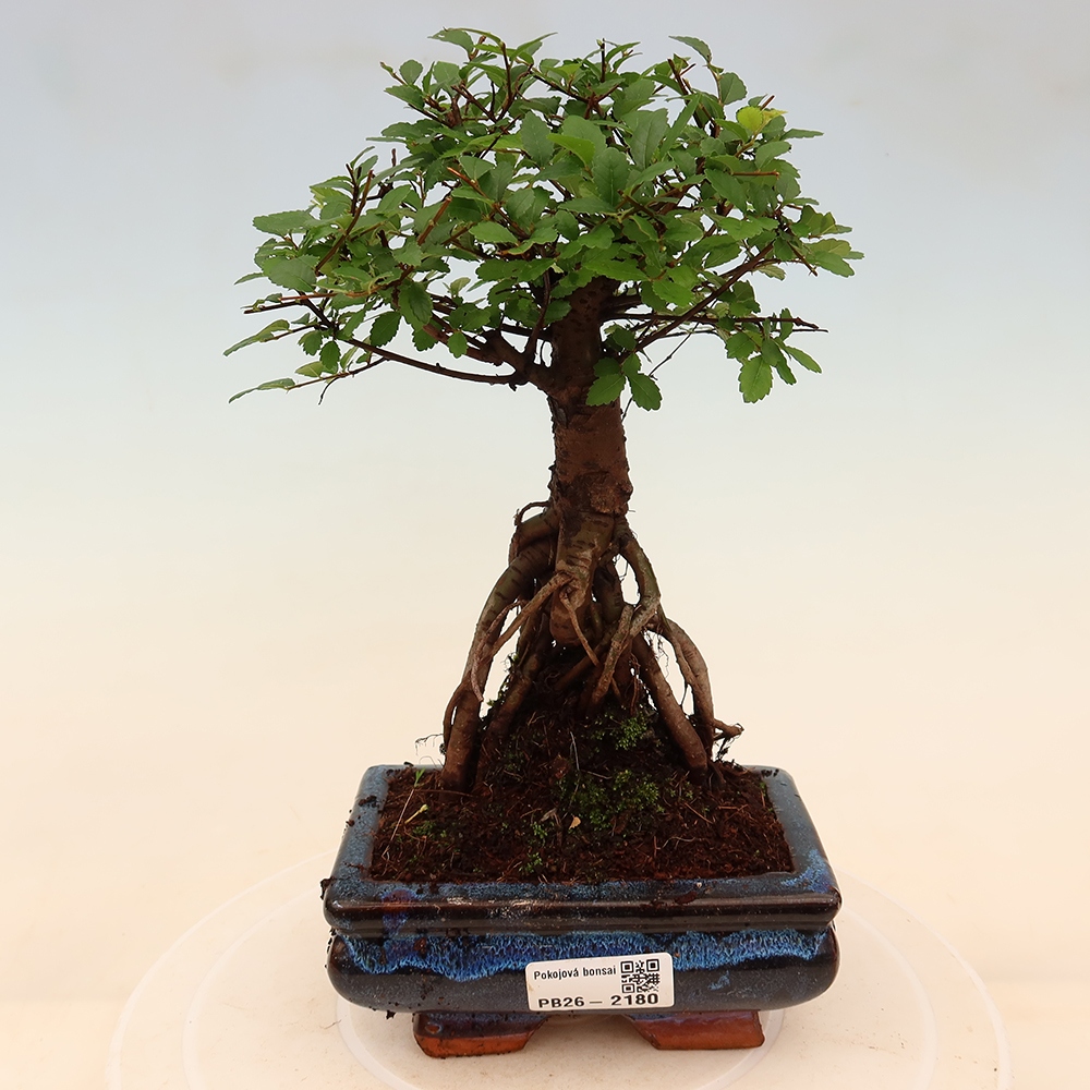 Kamerbonsai - Ulmus parvifolia - Winteriep