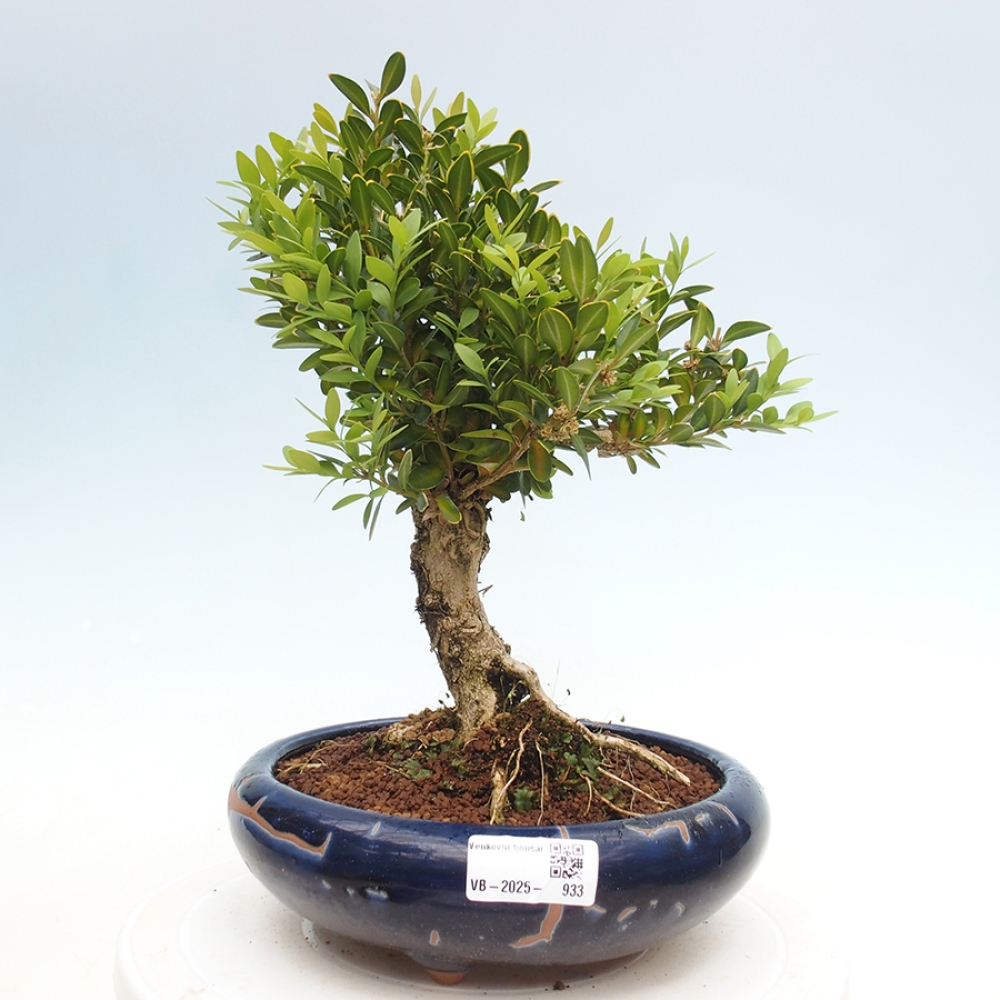 Bonsai voor buiten - Buxus sempervirens - buxus