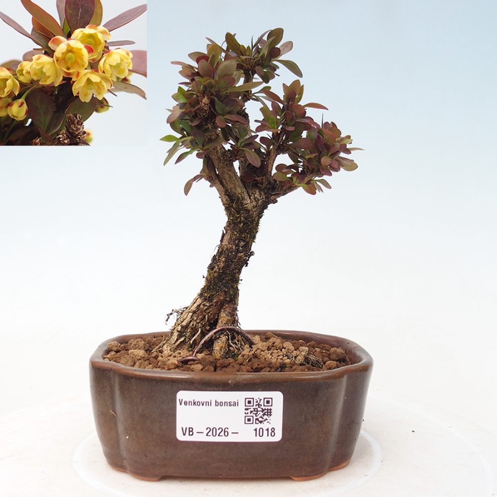 Bonsai voor buiten - Berberis Thunbergii Bagatelle