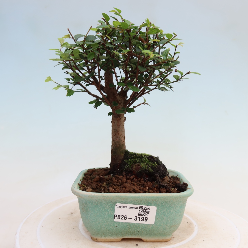 Kamerbonsai - Ulmus parvifolia - Winteriep