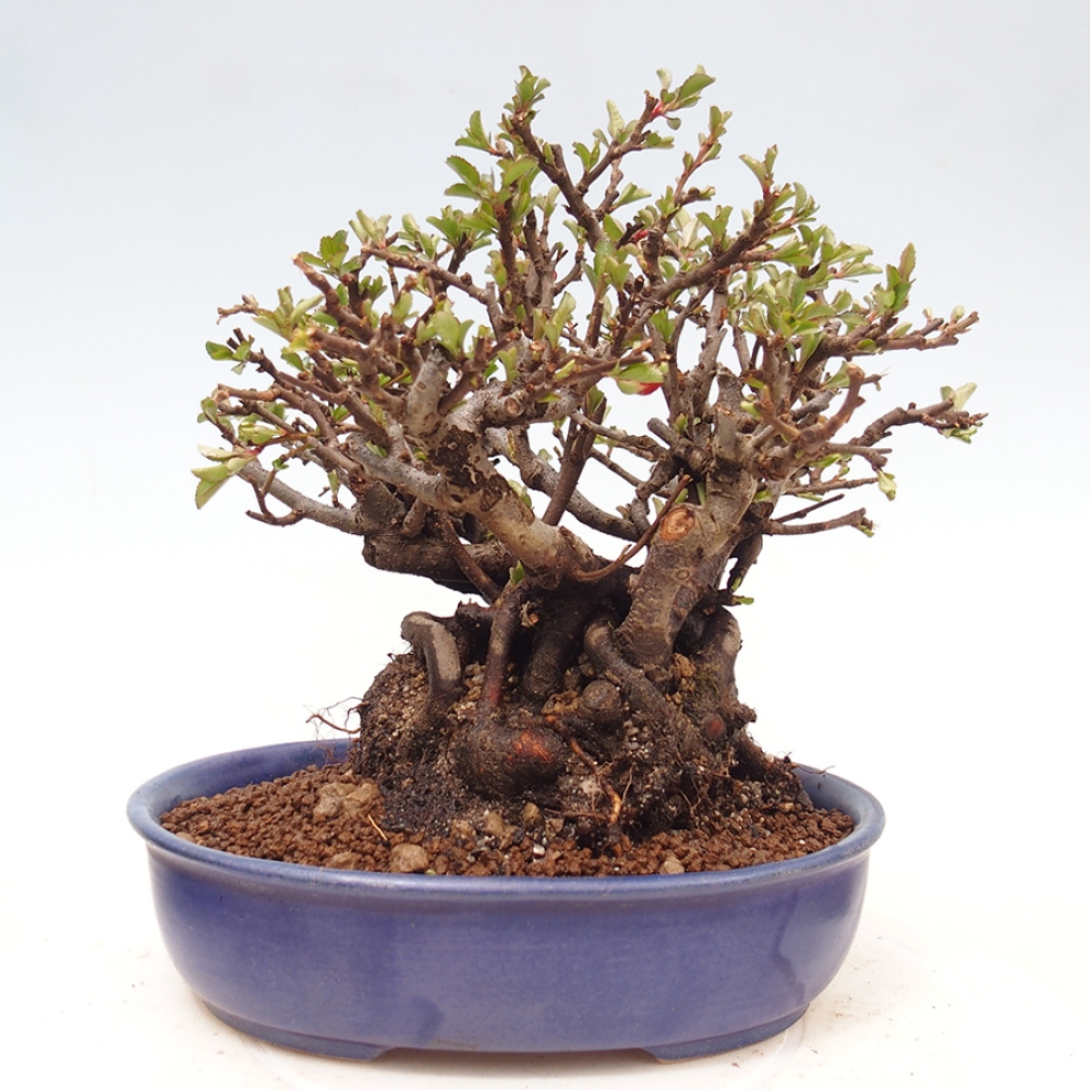 Bonsai voor buiten - Chaneomeles speciosa - Kweepeer